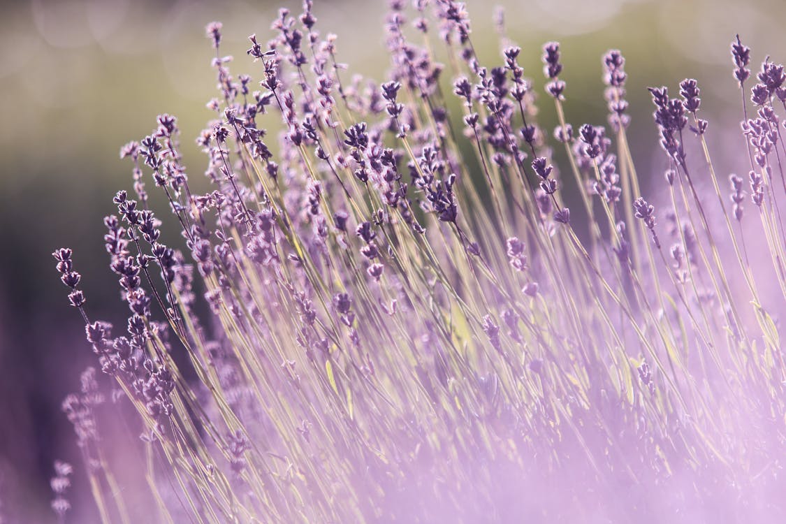 Top 5 winterharde tuinplanten voor een kleurrijke tuin in de winter