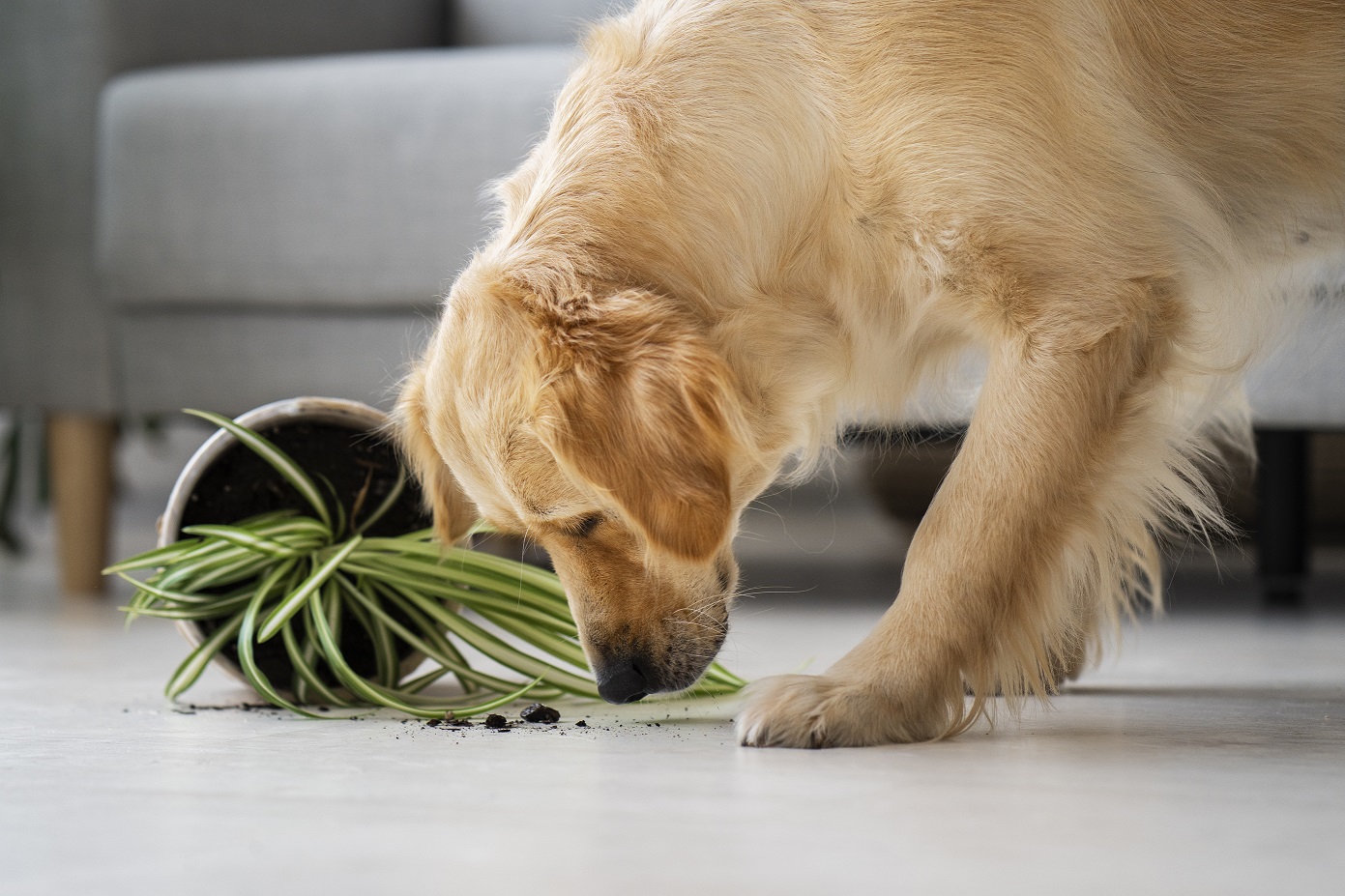 Planten en huisdieren: diervriendelijke keuzes voor de winter